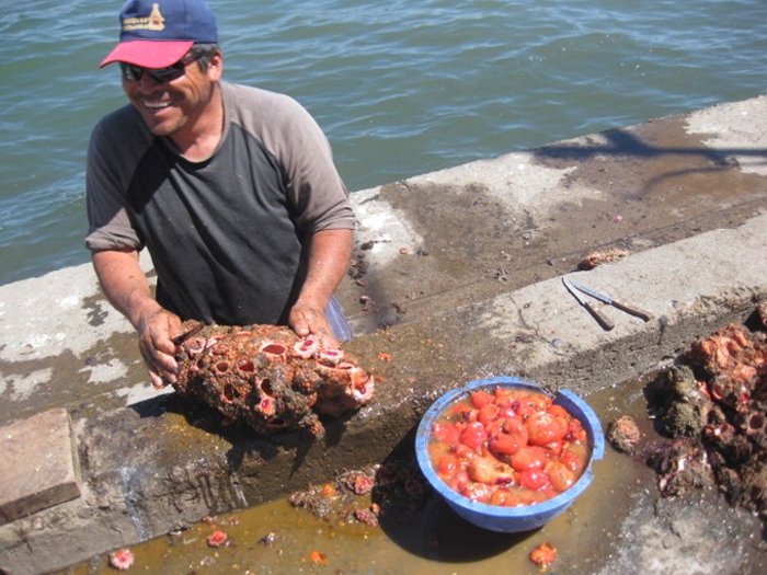 pyura chilensis