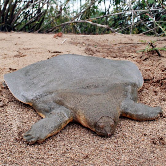 Tortuga de Cantor