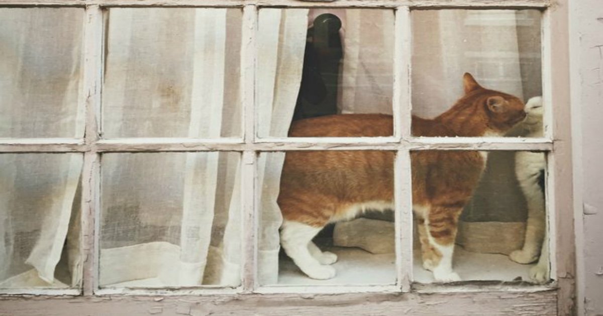 24 5.jpg?resize=412,275 - 26 Cats Just Hanging Out In Windows