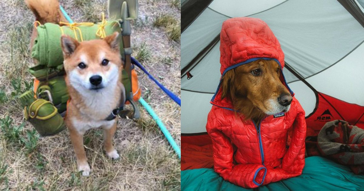 3 106.jpg?resize=412,232 - Just 23 Photos Of Happy Dogs Who Are So Excited To Go Camping With You