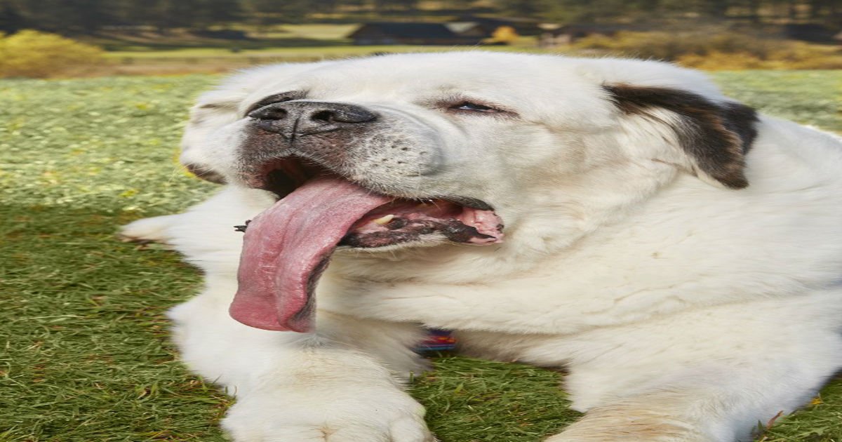 3 8.jpg?resize=412,232 - 11 Amazing Dogs That Have Broken World Records
