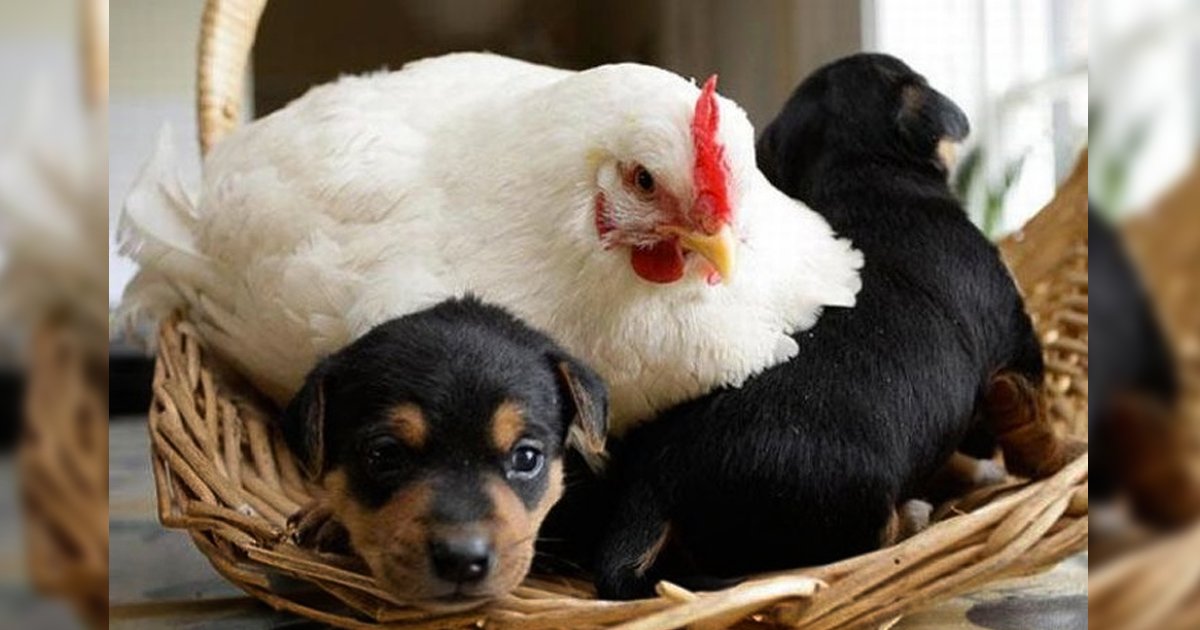 4 162.jpg?resize=412,275 - 15 Madres gallinas muy graciosas que hicieron todo lo posible para cuidar a sus extraños bebés