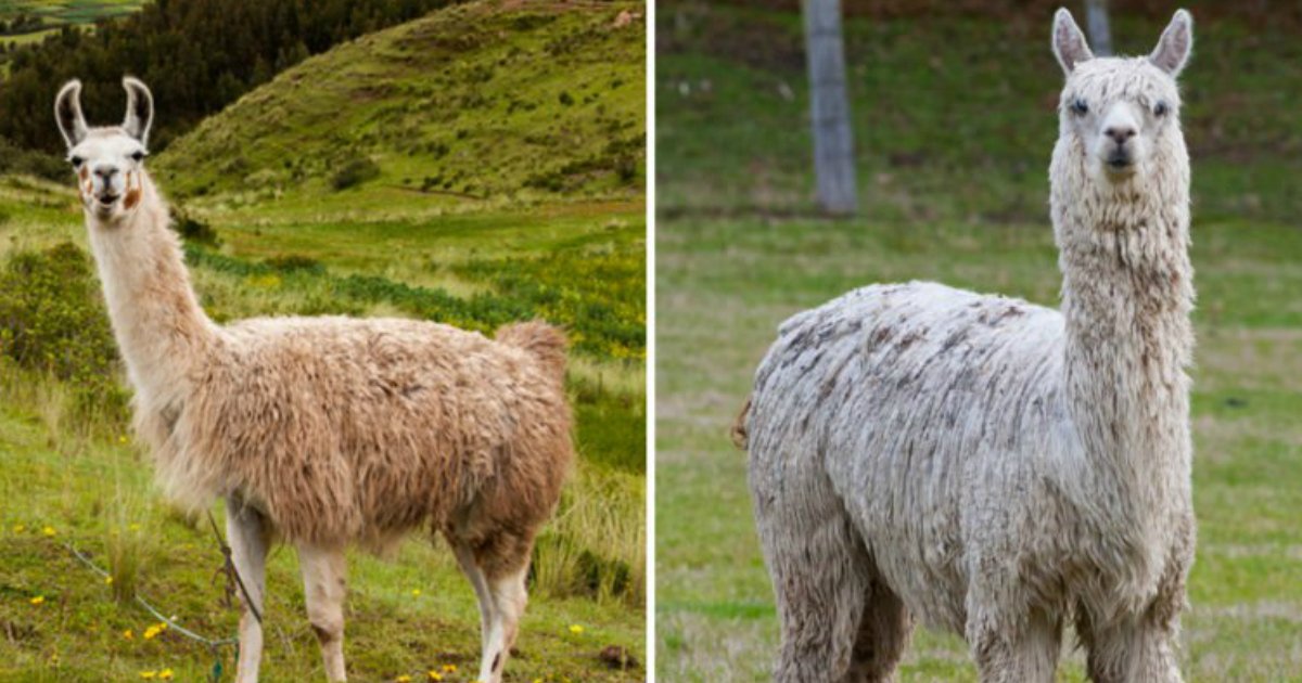 4 171.jpg?resize=412,232 - Can You Tell the Difference Between These Nearly Identical Animals?