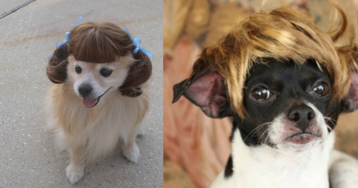 4 85.jpg?resize=412,232 - 18 Dogs in Wigs Guaranteed to Make Your Mouth Laugh