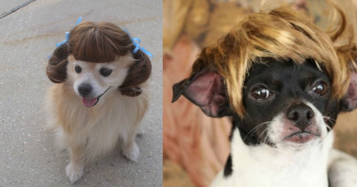 4 85.jpg?resize=636,358 - 18 Dogs in Wigs Guaranteed to Make Your Mouth Laugh