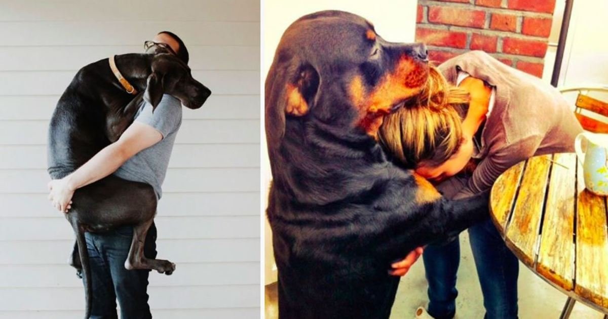 5 106.jpg?resize=636,358 - 10+ Hilarious Dogs That Can't Stop Hugging Their Humans