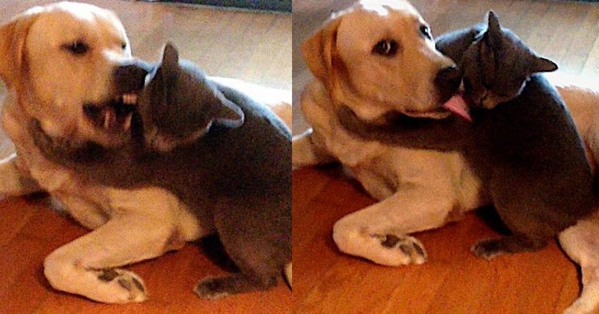 20 Funny Pics Of Cats And Dogs Living Together Small Joys