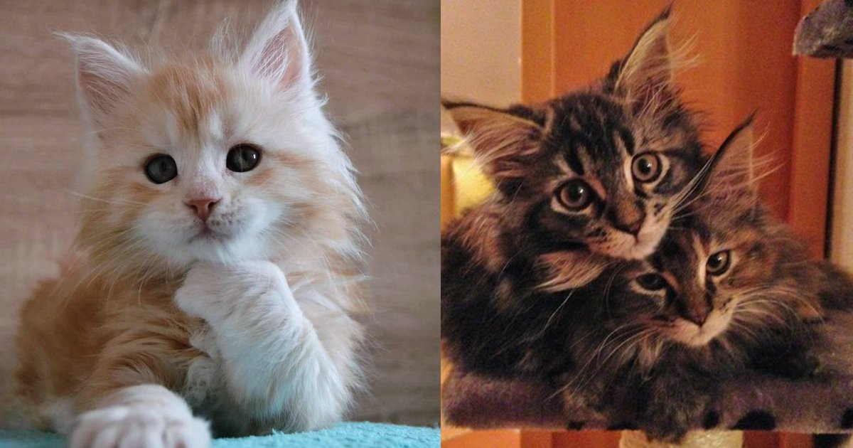 6 58.jpg?resize=412,275 - 22 Of The Fluffiest Maine Coon Kittens Ever