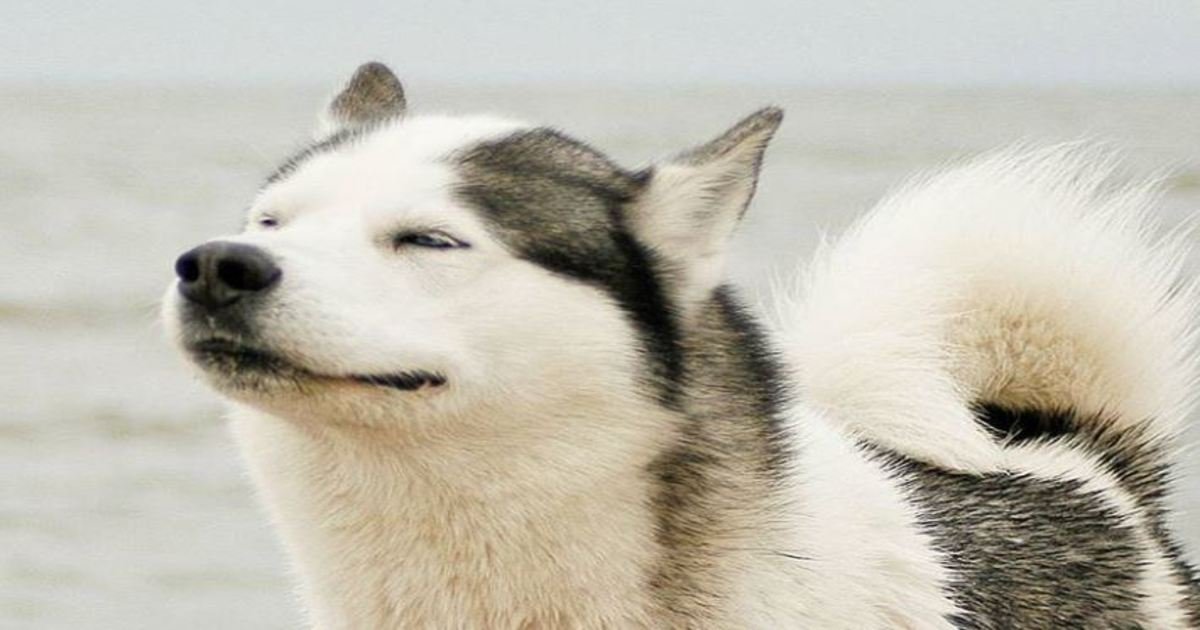 6 79.jpg?resize=412,232 - 20+ Proofs That Huskies Are the Best Guys in the World