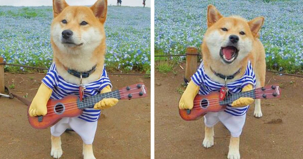 6 97.jpg?resize=412,232 - 20 Reasons to Madly Fall in Love With Shiba Inu Dogs