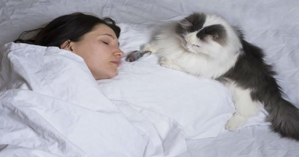 7 5.jpg?resize=412,232 - PETS  8 Reasons You Should Never Let Your Cat Sleep in Your Bed
