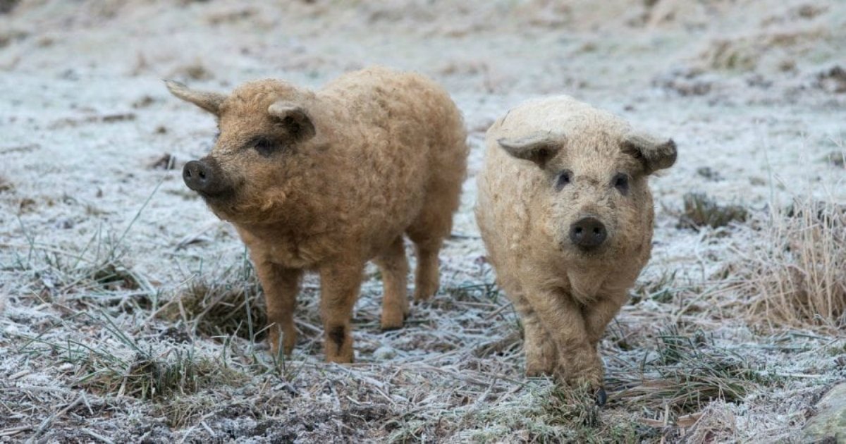 8 42.jpg?resize=412,275 - Conoce A 40 Animales Únicos Que No Creerás Que Son Reales