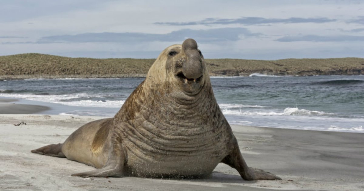 23 of the Biggest Living Animals in the World - Small Joys