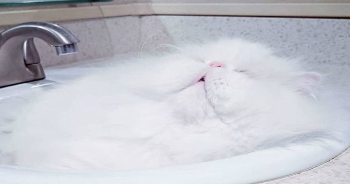 9 42.jpg?resize=1200,630 - 16 Times Cats Proved They Were Liquid Because Science Doesn't Apply To Them