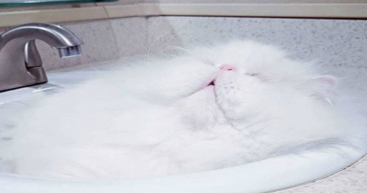 9 42.jpg?resize=412,232 - 16 Times Cats Proved They Were Liquid Because Science Doesn't Apply To Them