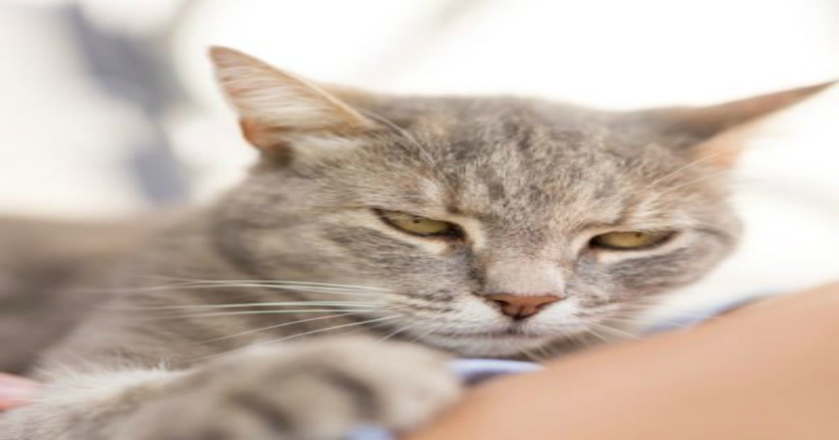 9.jpg?resize=412,275 - 15 Signs Your Cat Is Secretly Mad at You