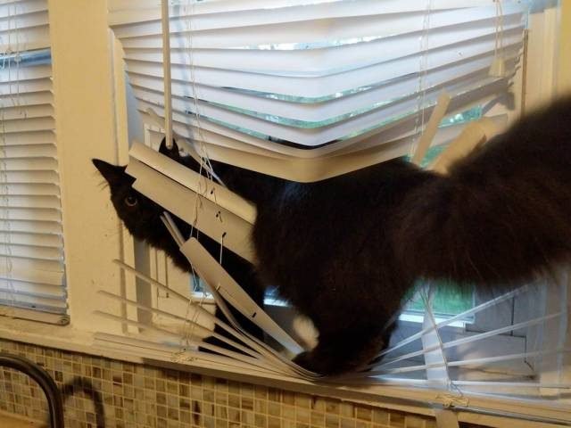 Cat in blinds