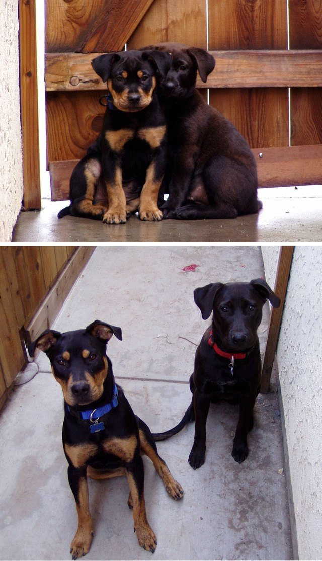 Side-by-side photos of dogs as a puppies and as adults.