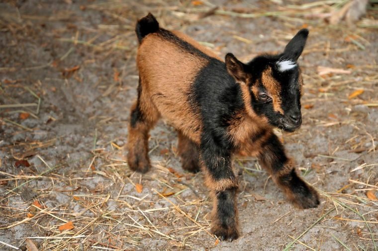 02-The-Story-of-This-Adorable-Baby-Goats-Fight-For-Life-Will-Make-Your-Day-Courtesy-Tara-Dickinson-Country-Extra