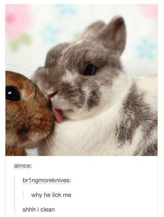 Rabbit licking other rabbit.