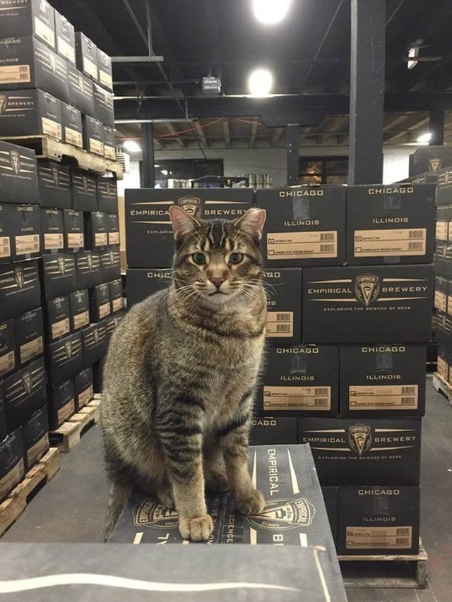 Cat standing on a box in a brewery warehouse.