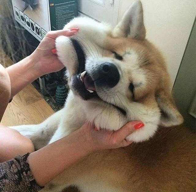 Dog with saggy cheeks gets extra skin pulled into a smile.