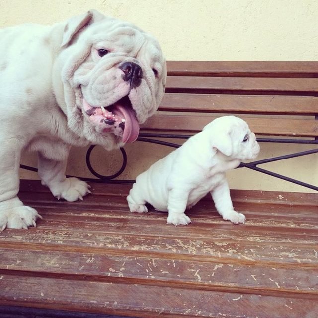 Bulldog with bulldog puppy.