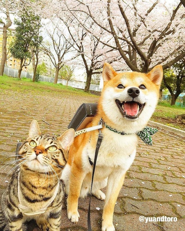 Dog and cat wearing backpacks.