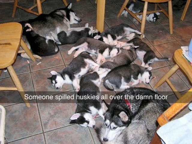 A pile of sleeping husky puppies.