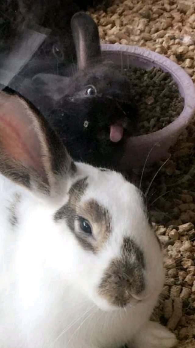 Bunny with its tongue sticking out behind other bunny.