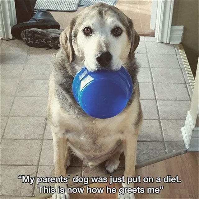 Hungry dog holding food bowl
