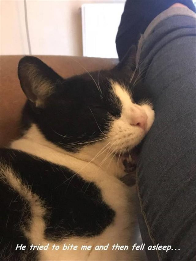 Cat fell asleep biting someone