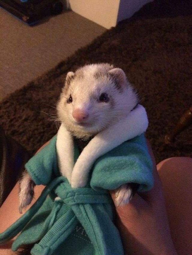 Ferret in a bathrobe.