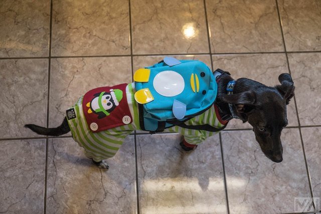 Dog wearing a backpack shaped like a penguin and a onesie with a penguin on it.