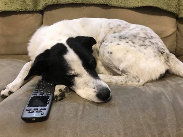 Dog sleeping by remote