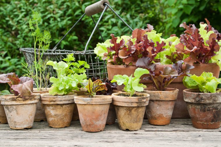 Plant pots with salad and herbs/planting/plant pots