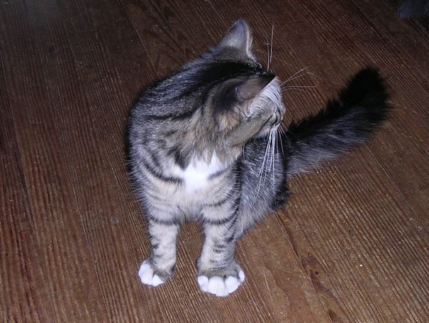 Ces Chats Ont Ete Piques Par Des Abeilles Nous Hesitons Entre Rire Ou Pleurer Pour Eux Small Joys Ces Chats Ont Ete Piques Par Des Abeilles Nous Hesitons Entre Rire Ou Pleurer Pour Eux Small Joys