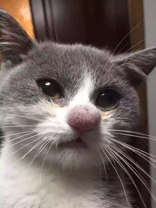 Ces Chats Ont Ete Piques Par Des Abeilles Nous Hesitons Entre Rire Ou Pleurer Pour Eux Small Joys Ces Chats Ont Ete Piques Par Des Abeilles Nous Hesitons Entre Rire Ou Pleurer Pour Eux Small Joys