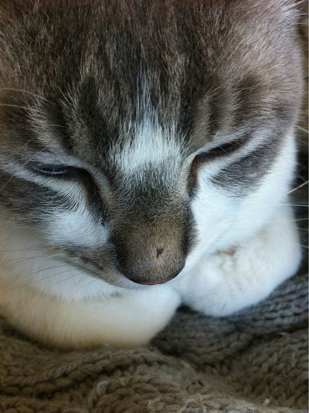 Ces Chats Ont Ete Piques Par Des Abeilles Nous Hesitons Entre Rire Ou Pleurer Pour Eux Small Joys Ces Chats Ont Ete Piques Par Des Abeilles Nous Hesitons Entre Rire Ou Pleurer Pour Eux Small Joys