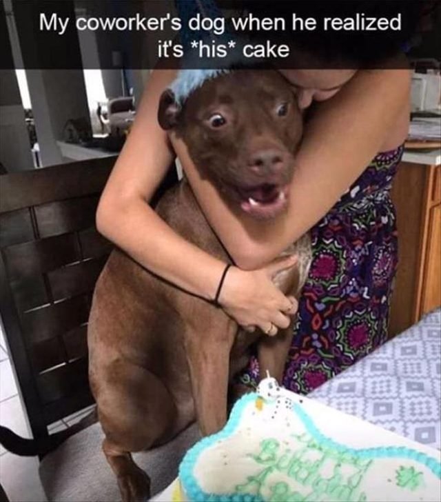 Dog excited about his own birthday cake