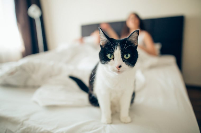 beautiful black and white cat looking at the camera in the bed in the foreground lies behind a pair of blurry