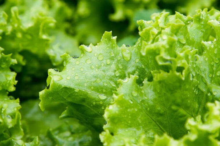 An image of green leaves of lettuce