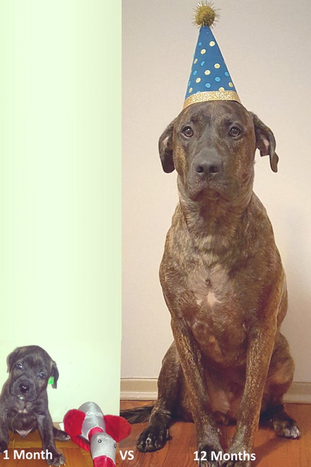 Side-by-side photos of dog as a puppy and as an adult wearing a birthday hat.