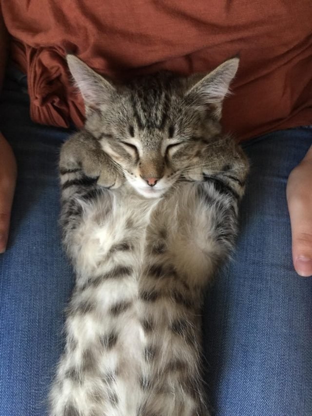 Kitten sleeping on its back.