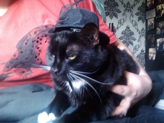 Disgruntled cat wearing black hat with veil.