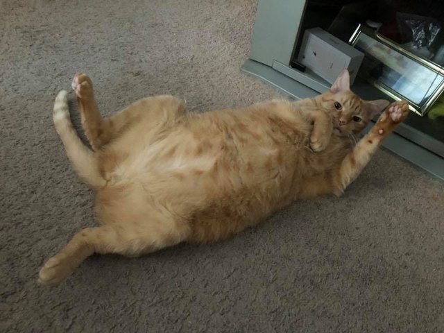 Silly cat poses guaranteed to make you LOL