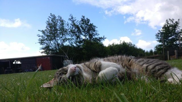 Cat sleeping on grass
