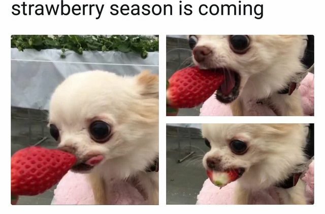Dog eating a strawberry.