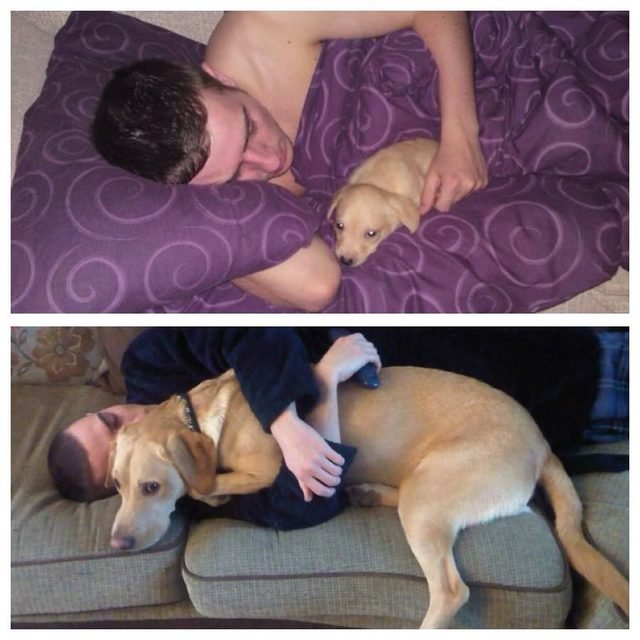 Side by side photos of dog cuddling with human as a puppy and dog as an adult.