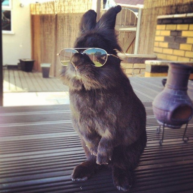 Rabbit wearing sunglasses.